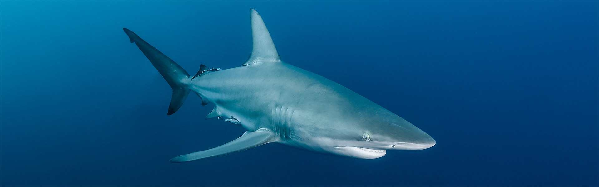 Blacktip Sharks: Unveiling the Intriguing World of These Nimble Predators